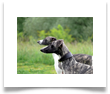 www.mywhippets.com