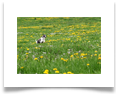 www.mywhippets.com