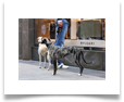 www.mywhippets.com