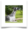 www.mywhippets.com