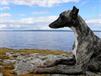 www.mywhippets.com