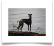 www.mywhippets.com