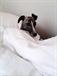 www.mywhippets.com