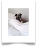 www.mywhippets.com
