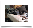 www.mywhippets.com