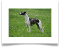 www.mywhippets.com