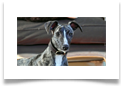 www.mywhippets.com