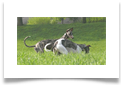 www.mywhippets.com