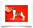 www.mywhippets.com