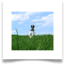 www.mywhippets.com