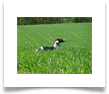 www.mywhippets.com