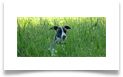 www.mywhippets.com