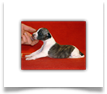 www.mywhippets.com