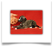 www.mywhippets.com