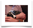 www.mywhippets.com