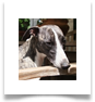 www.mywhippets.com