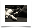 www.mywhippets.com