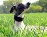 www.mywhippets.com