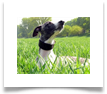 www.mywhippets.com