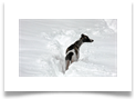 www.mywhippets.com