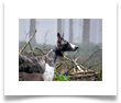 www.mywhippets.com