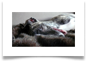 www.mywhippets.com