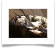 www.mywhippets.com