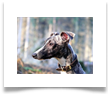 www.mywhippets.com